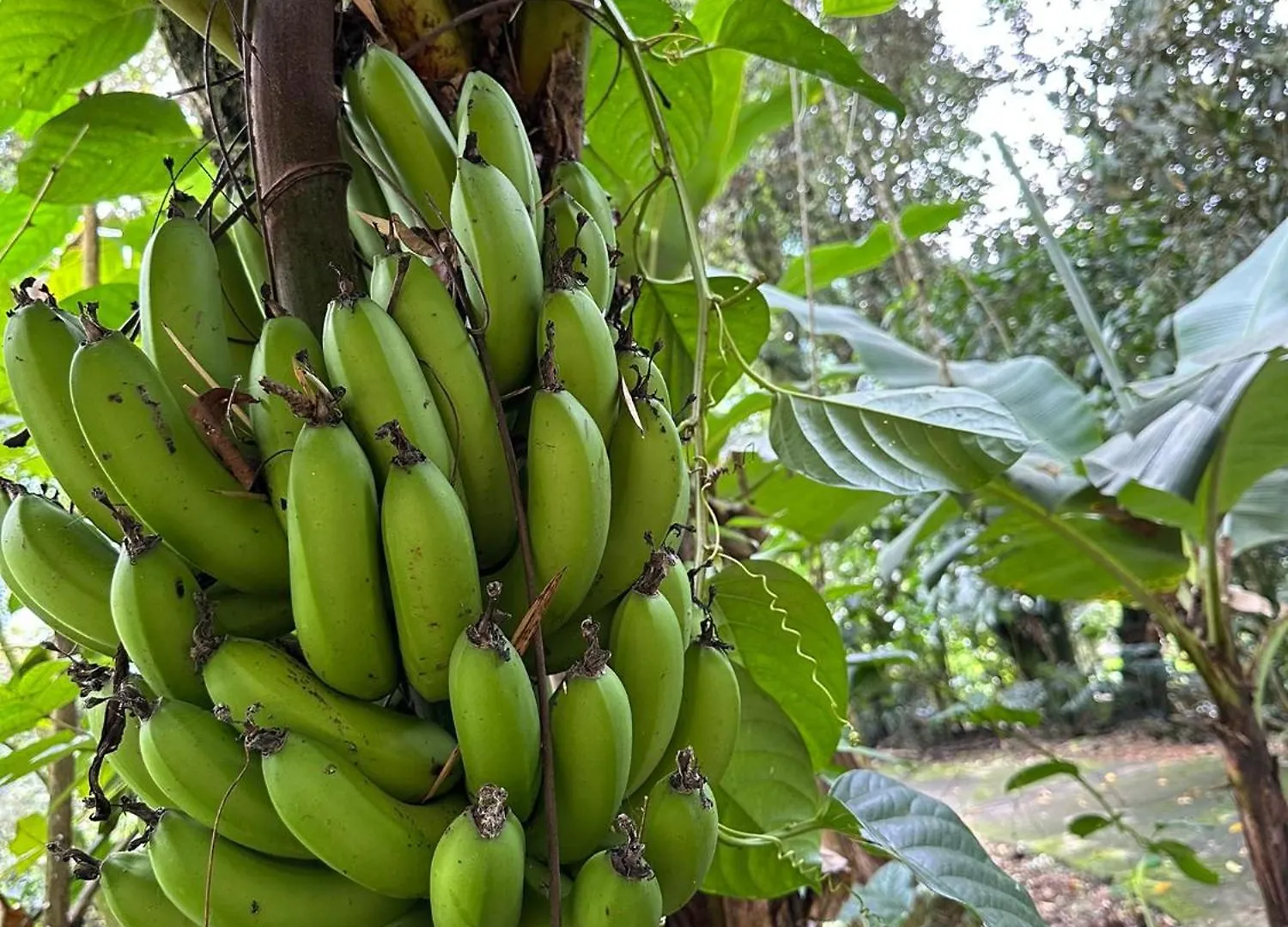 Rio Pance Finca Hotel Cali